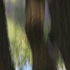 Louise Dudis, Painted Tree 7516, 2010